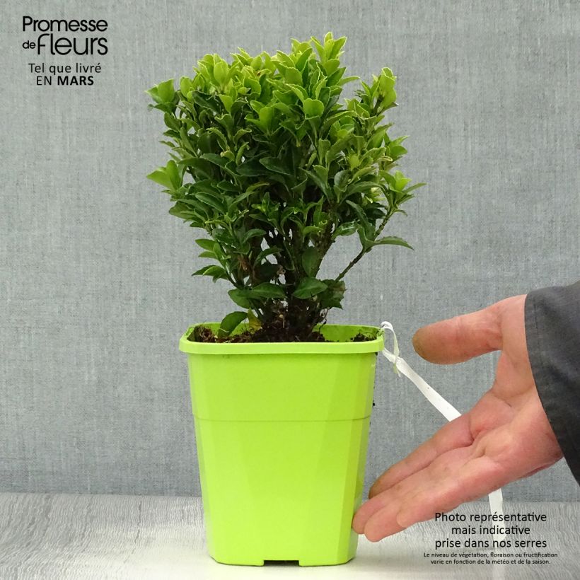 Spécimen de Euonymus japonicus Paloma Blanca - Fusain du Japon en pot de 1.5L/2L tel que livré au printemps