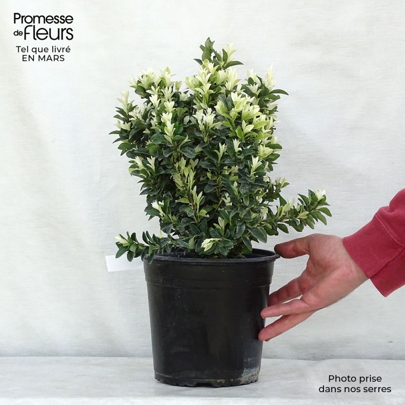 Spécimen de Euonymus japonicus Paloma Blanca - Fusain du Japon en pot de 3l/4l tel que livré au printemps