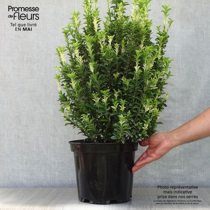 Spécimen de Euonymus japonicus Paloma Blanca - Fusain du Japon en pot de 7,5l/10l tel que livré au printemps