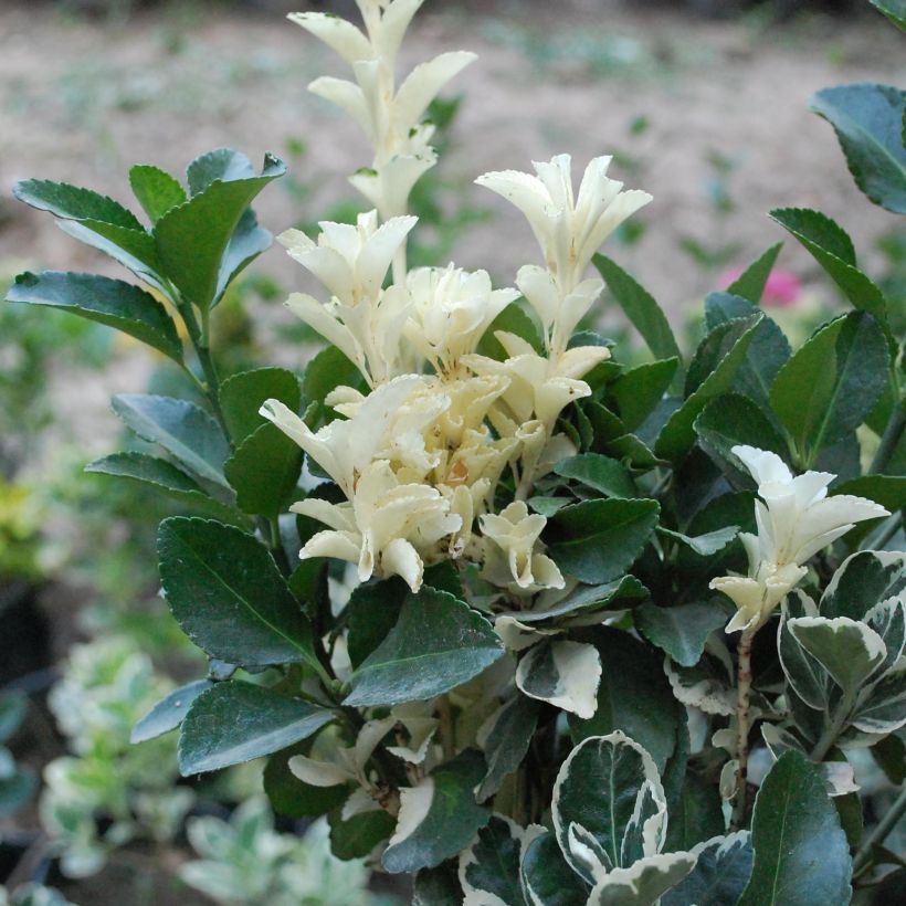 Euonymus japonicus Pierrolino - Fusain du Japon (Feuillage)