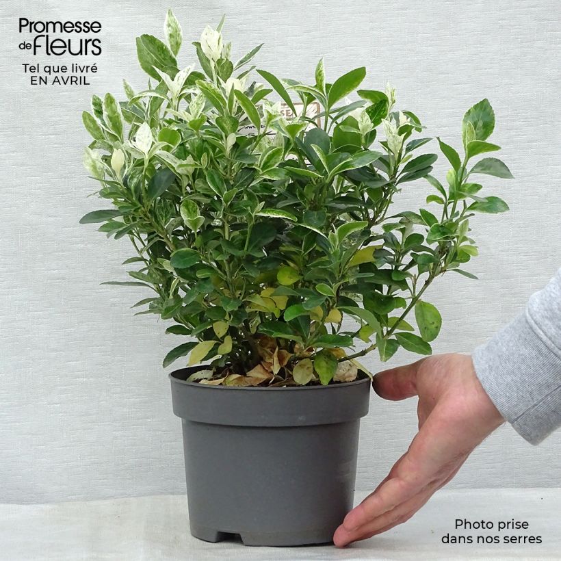Spécimen de Euonymus japonicus Pierrolino - Fusain du Japon Pot de 2L/3L tel que livré au printemps