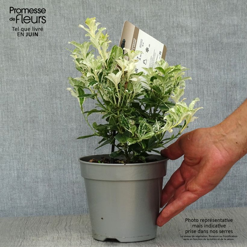 Spécimen de Euonymus japonicus Pierrolino - Fusain du Japon Pot de 1,5L/2L tel que livré en été