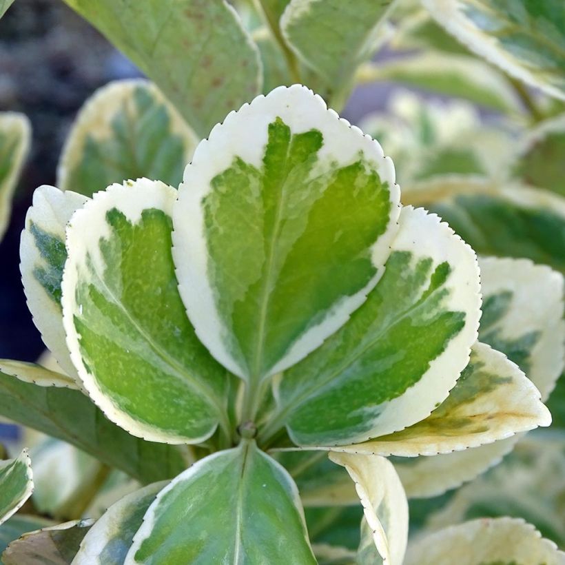 Euonymus japonicus Président Gauthier - Fusain du Japon (Feuillage)