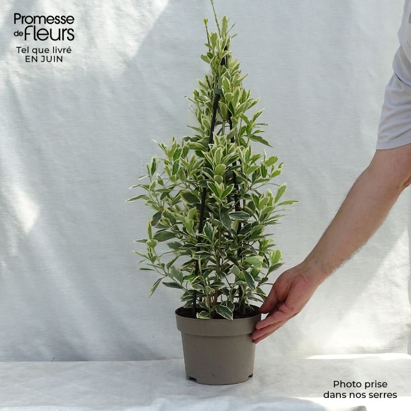 Spécimen de Euonymus japonicus Président Gauthier - Fusain du Japon Pot de 2L/3L tel que livré en été