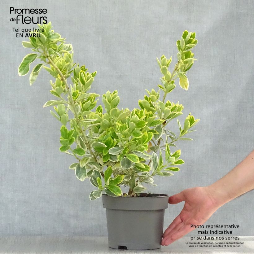 Spécimen de Euonymus japonicus Président Gauthier - Fusain du Japon en pot de 2L/3L tel que livré au printemps