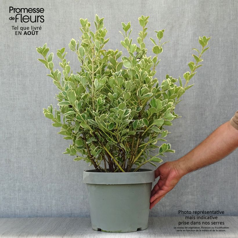 Spécimen de Euonymus japonicus Président Gauthier - Fusain du Japon Pot de 7,5L/10L tel que livré en été