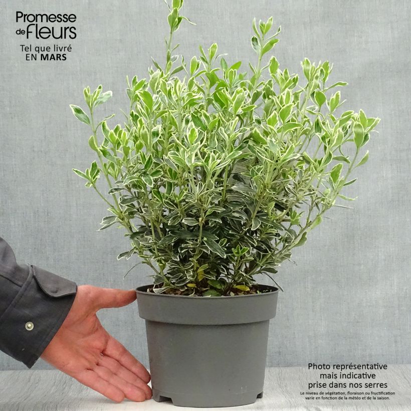 Spécimen de Euonymus japonicus Suzanne - Fusain du Japon en pot de 2L/3L tel que livré au printemps