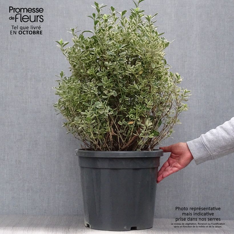 Spécimen de Euonymus japonicus Suzanne - Fusain du Japon Pot de 7,5L/10L tel que livré en automne