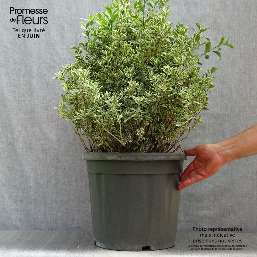 Spécimen de Euonymus japonicus Suzanne - Fusain du Japon Pot de 7,5L/10L tel que livré en été