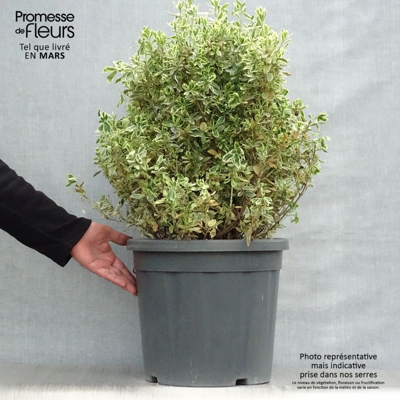 Spécimen de Euonymus japonicus Suzanne - Fusain du Japon en pot de 7,5L/10L tel que livré au printemps
