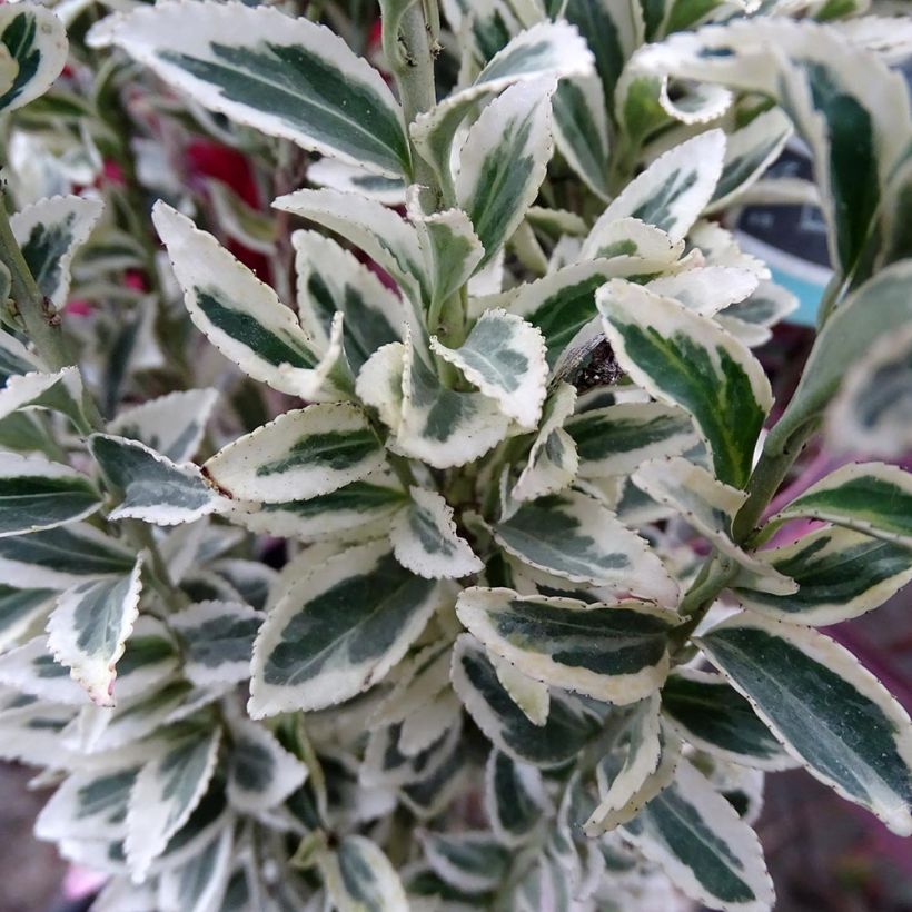Euonymus japonicus White Spire - Fusain du Japon (Feuillage)