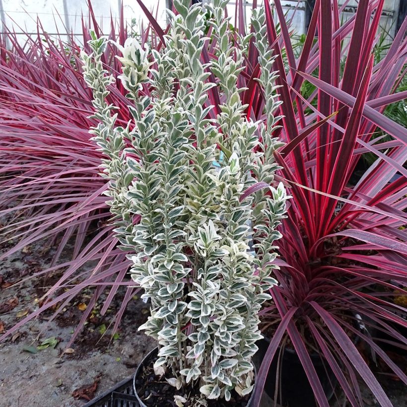 Euonymus japonicus White Spire - Fusain du Japon (Port)