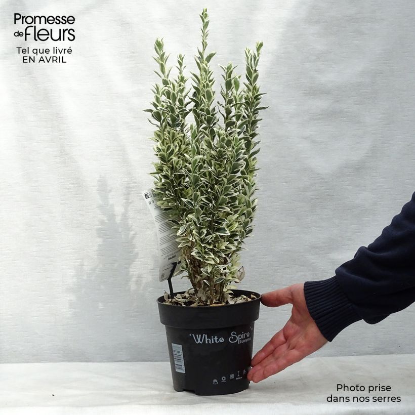 Spécimen de Euonymus japonicus White Spire - Fusain du Japon en pot de 2L/3L tel que livré au printemps