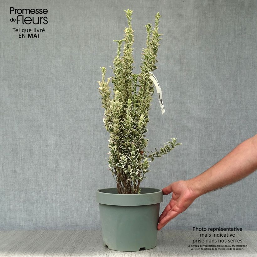Spécimen de Euonymus japonicus White Spire - Fusain du Japon en pot de 7,5L/10L tel que livré au printemps