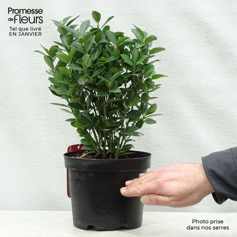 Spécimen de Euonymus japonicus - Fusain du Japon tel que livré en hiver