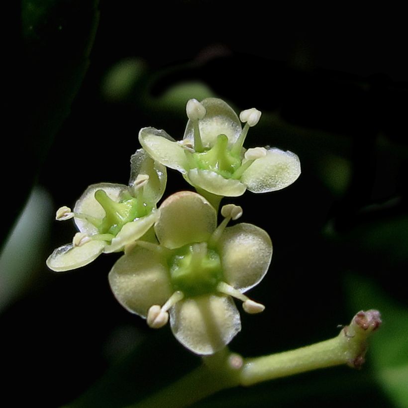 Euonymus japonicus Microphyllus  - Fusain du Japon (Floraison)