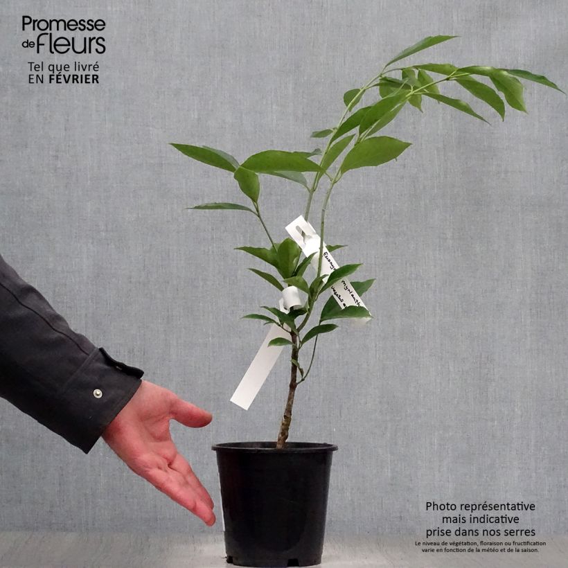 Spécimen de Euonymus myrianthus - Fusain de Chine  Pot de 2L/3LHauteur livrée env. 40/60cm tel que livré en hiver