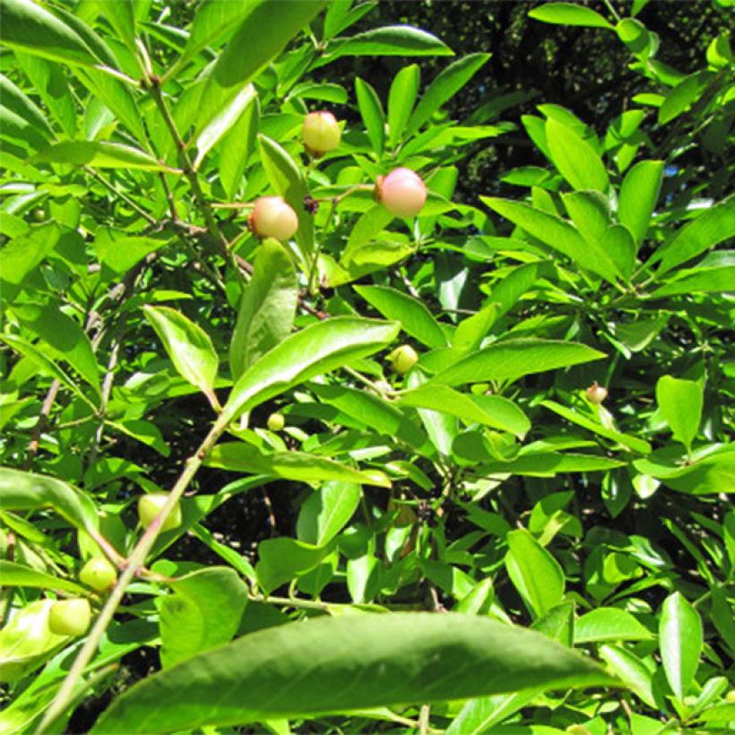 Euonymus myrianthus - Fusain de Chine  (Feuillage)