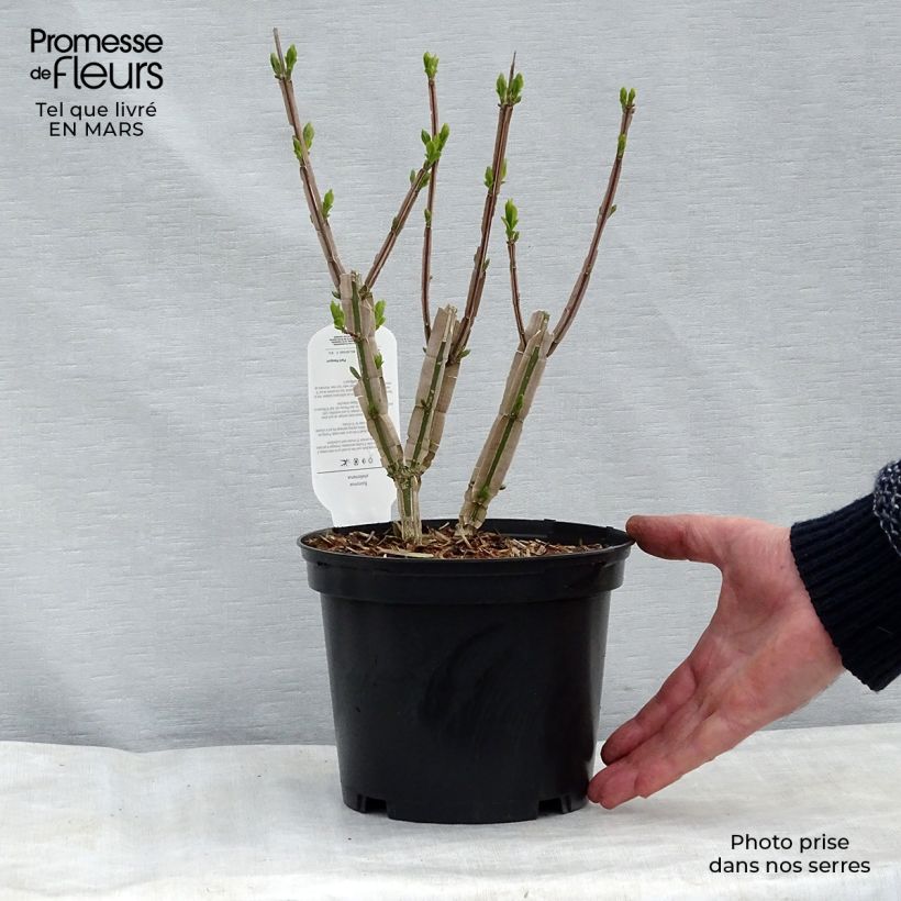 Spécimen de Euonymus phellomanus - Fusain de Chine Pot de 2L/3LHauteur livrée env. 30/40cm tel que livré au printemps