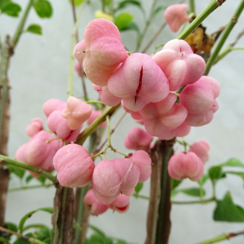 Euonymus phellomanus - Fusain de Chine (Récolte)