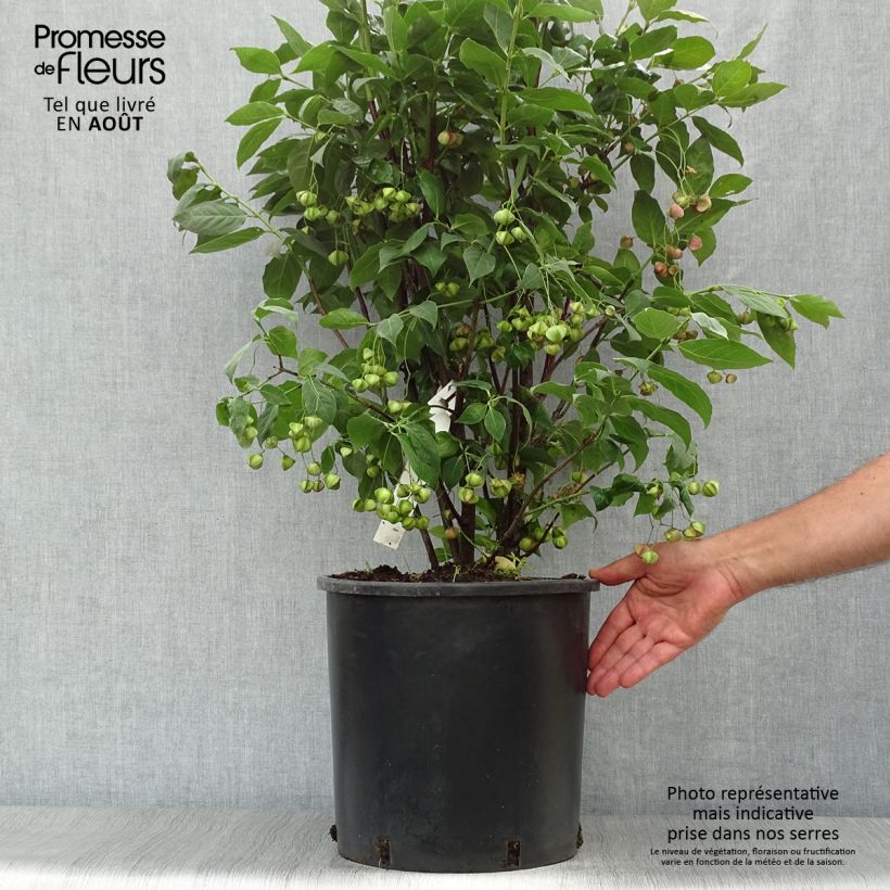 Spécimen de Euonymus planipes - Fusain Pot de 12L/15L tel que livré en été