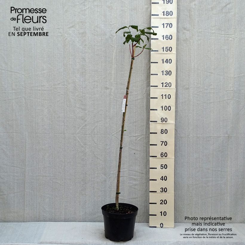 Spécimen de Euonymus planipes - Fusain Pot de 7,5L/10L tel que livré en été