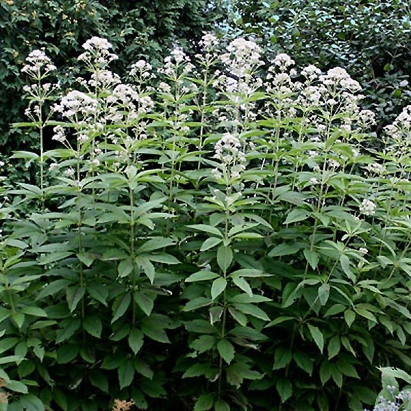 Eupatorium Bartered Bride - Eupatoire (Feuillage)