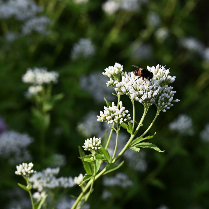 Eupatorium Bartered Bride - Eupatoire (Floraison)