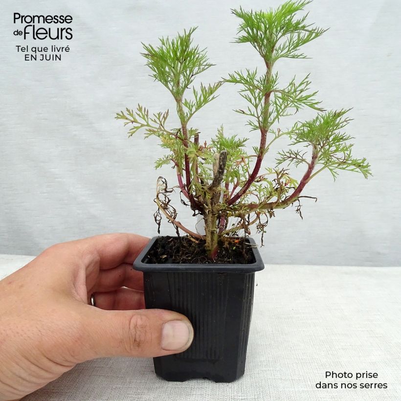 Spécimen de Eupatorium Elegant Plume - Eupatoire Godet de 8/9 cm tel que livré en été