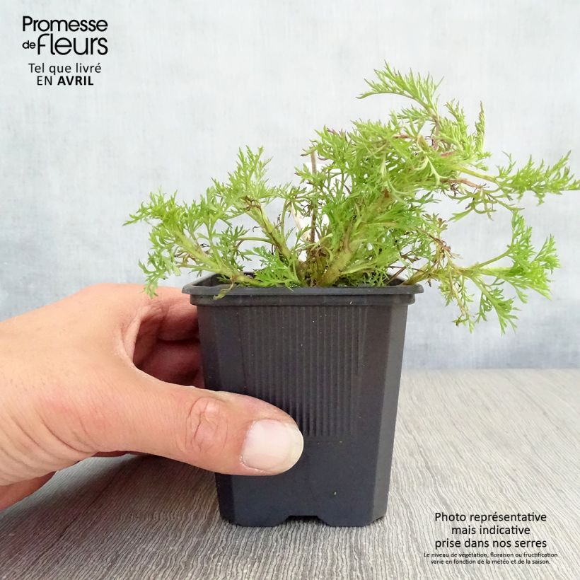 Spécimen de Eupatorium Elegant Plume - Eupatoire Godet de 9cm tel que livré au printemps