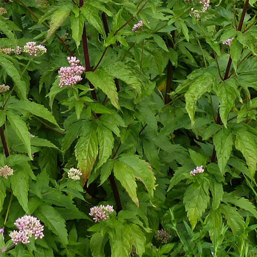 Eupatorium cannabinum Plenum - Eupatoire (Feuillage)