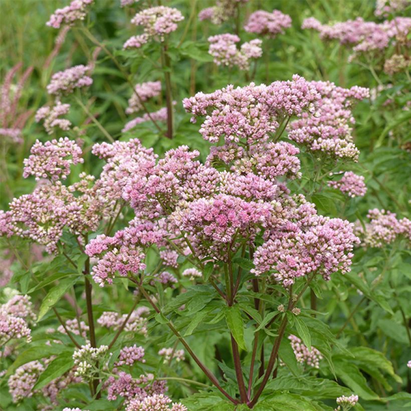 Eupatorium cannabinum Plenum - Eupatoire (Floraison)