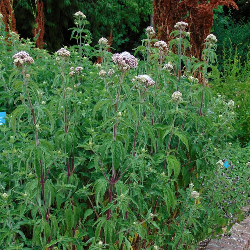 Eupatorium cannabinum Plenum - Eupatoire (Port)