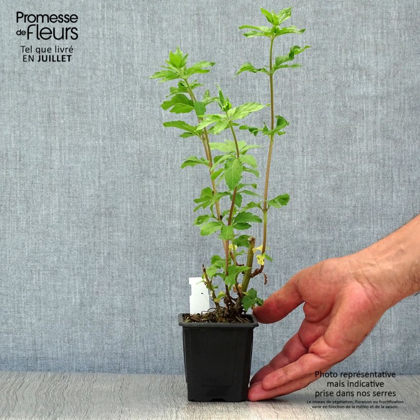 Spécimen de Eupatorium cannabinum Plenum - Eupatoire Godet de 8/9 cm tel que livré en été