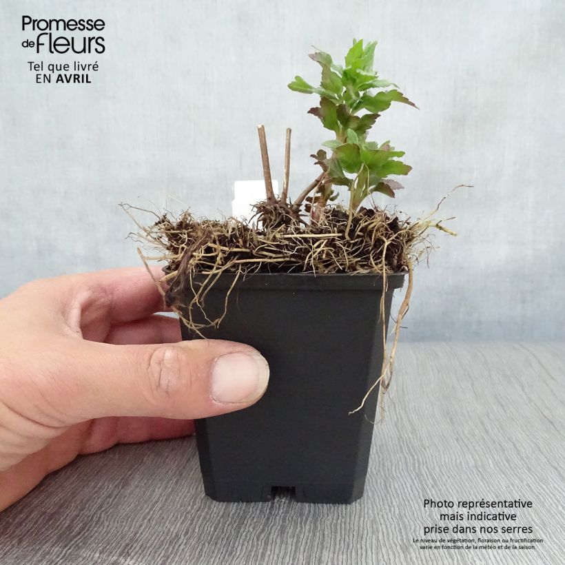 Spécimen de Eupatorium cannabinum Plenum - Eupatoire Godet de 9cm tel que livré au printemps