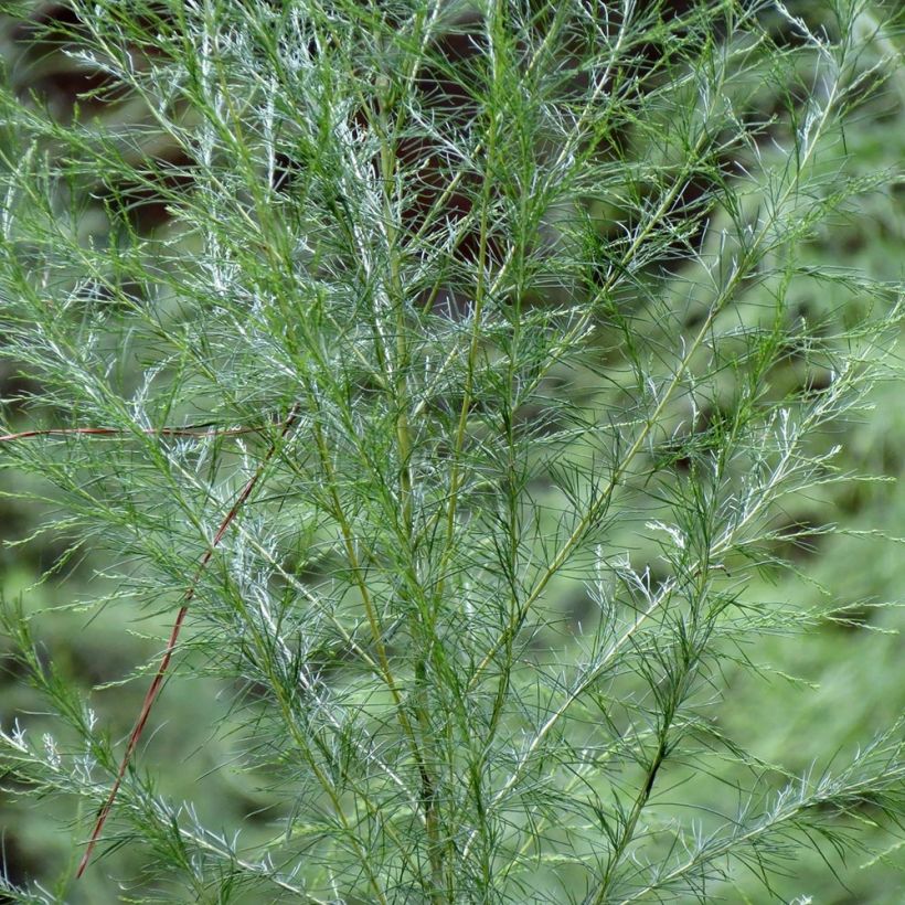 Eupatorium Elegant Plume - Eupatoire (Feuillage)