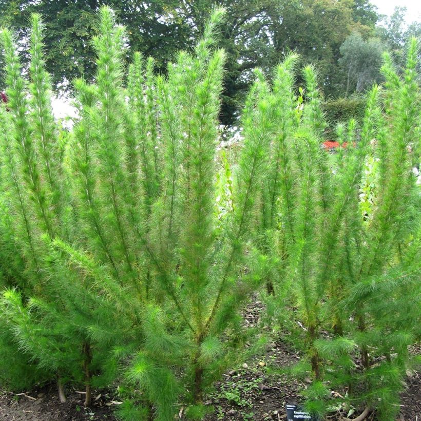 Eupatorium Elegant Plume - Eupatoire (Port)