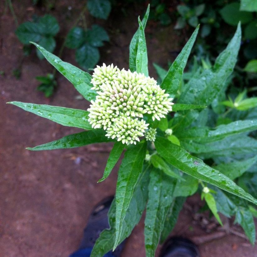 Eupatorium chinensis, Eupatoire (Floraison)