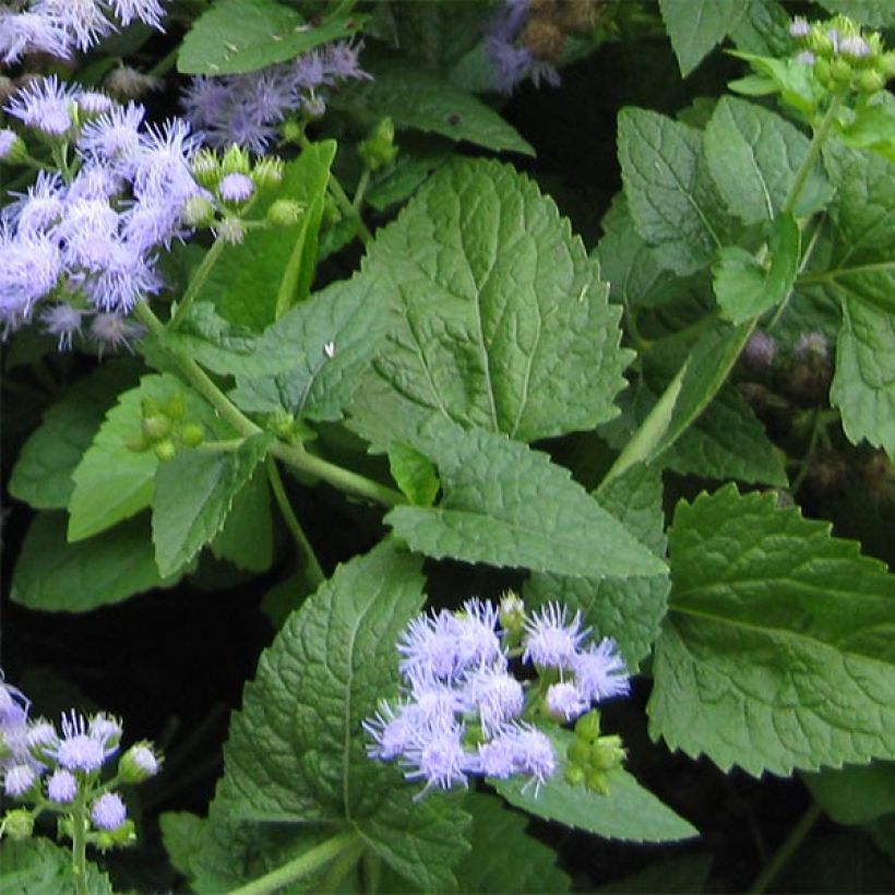 Eupatorium coelestinum, Eupatoire (Feuillage)