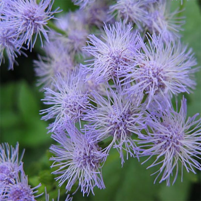 Eupatorium coelestinum, Eupatoire (Floraison)