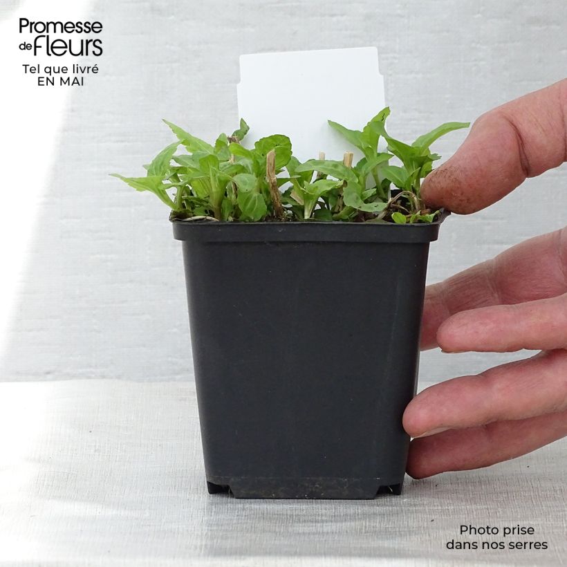Spécimen de Eupatorium coelestinum, Eupatoire Godet de 9cm tel que livré au printemps