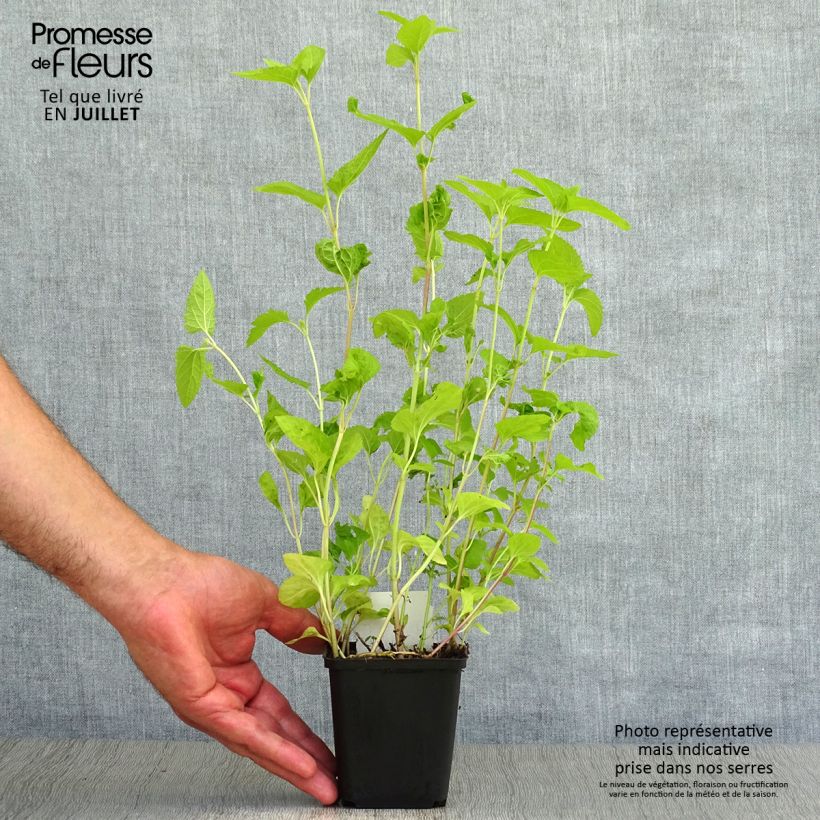 Spécimen de Eupatorium coelestinum, Eupatoire Godet de 8/9 cm tel que livré en été