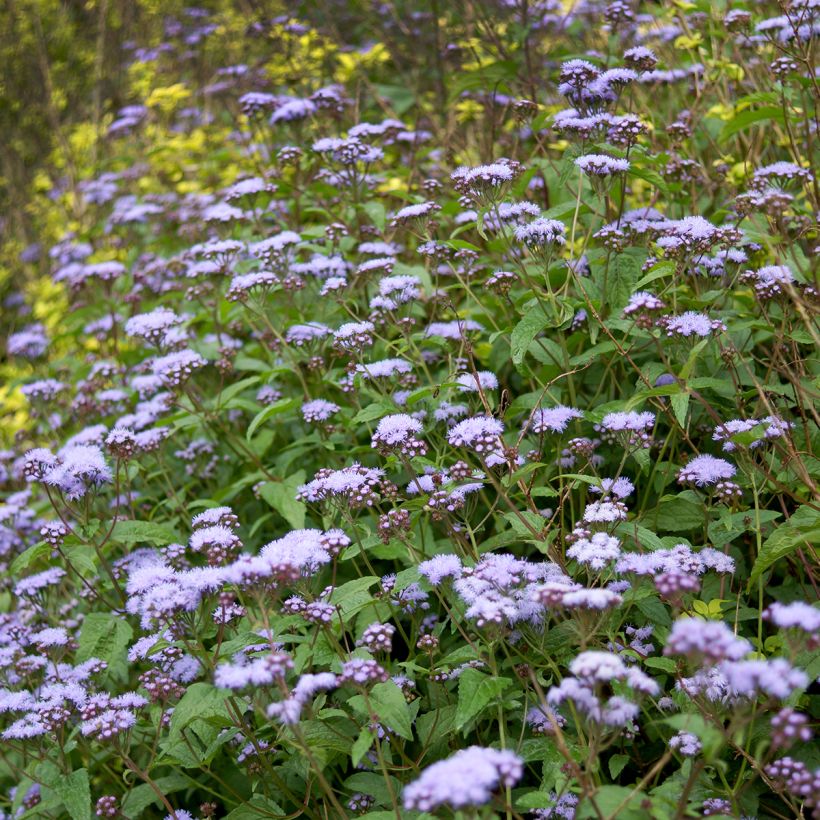 Eupatorium coelestinum, Eupatoire (Port)