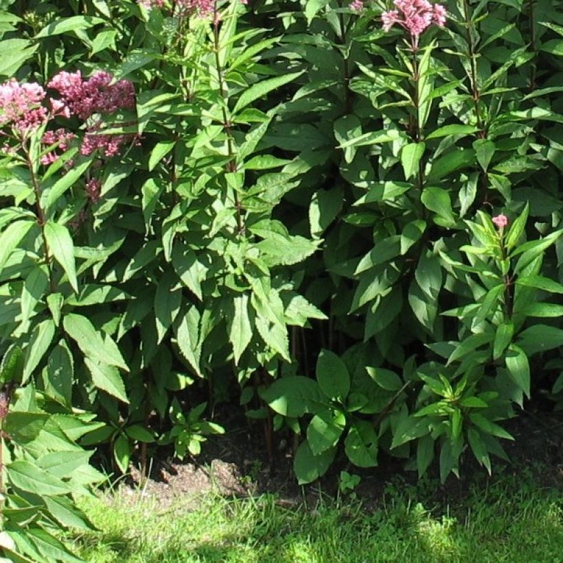 Eupatorium fistulosum Atropurpureum, Eupatoire (Feuillage)