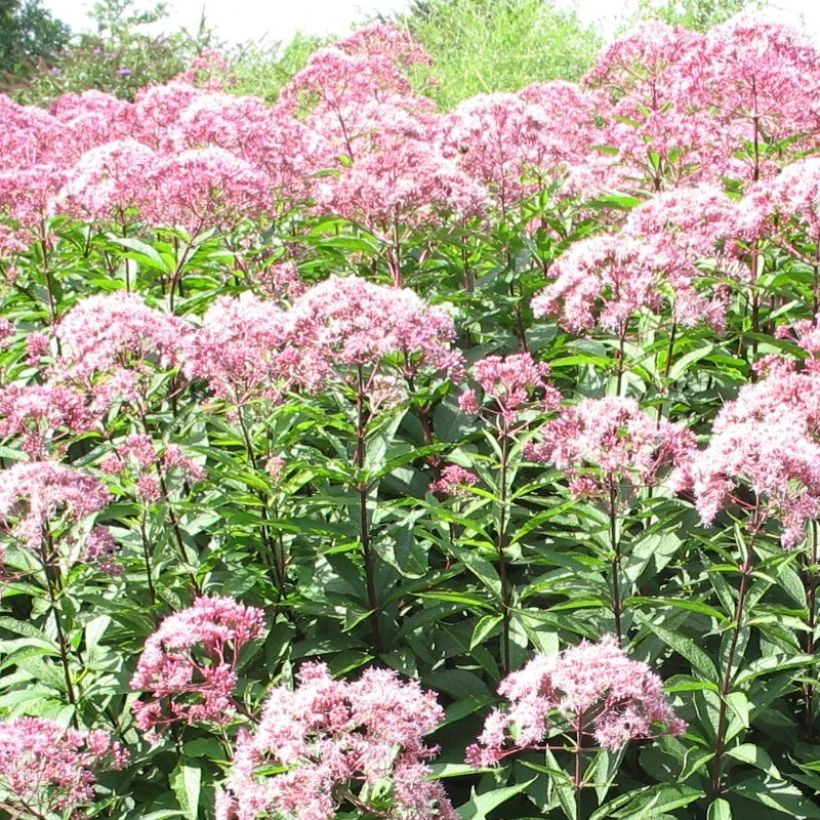 Eupatorium fistulosum Atropurpureum, Eupatoire (Floraison)