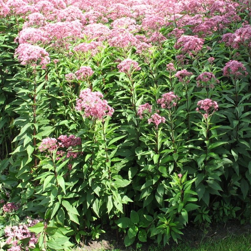 Eupatorium fistulosum Atropurpureum, Eupatoire (Port)