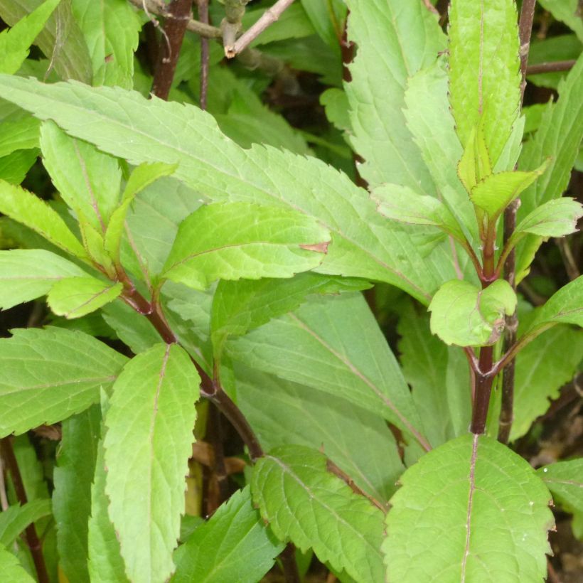 Eupatorium fortunei, Eupatoire (Feuillage)