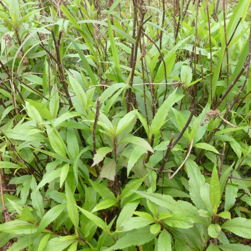 Eupatorium fortunei, Eupatoire (Port)