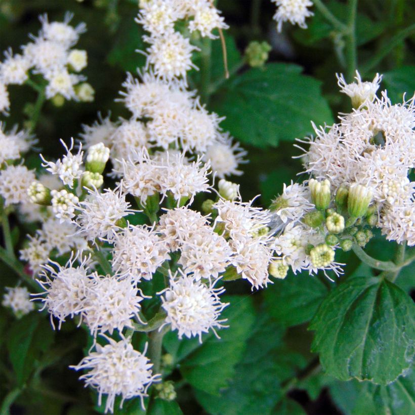 Eupatorium  hybride Lucky Melody - Eupatoire (Floraison)