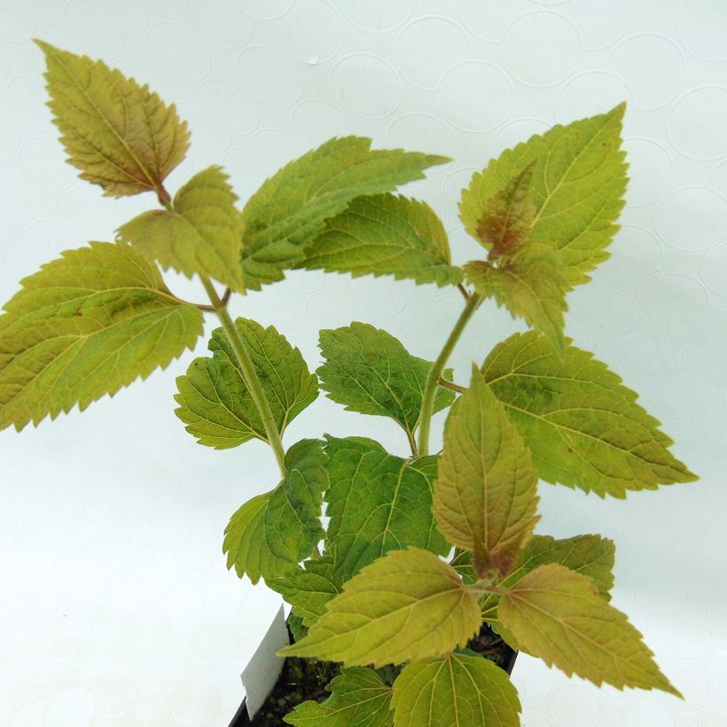 Eupatorium  hybride Lucky Melody - Eupatoire (Feuillage)